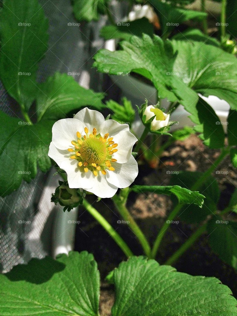 Strawberry Flowers 