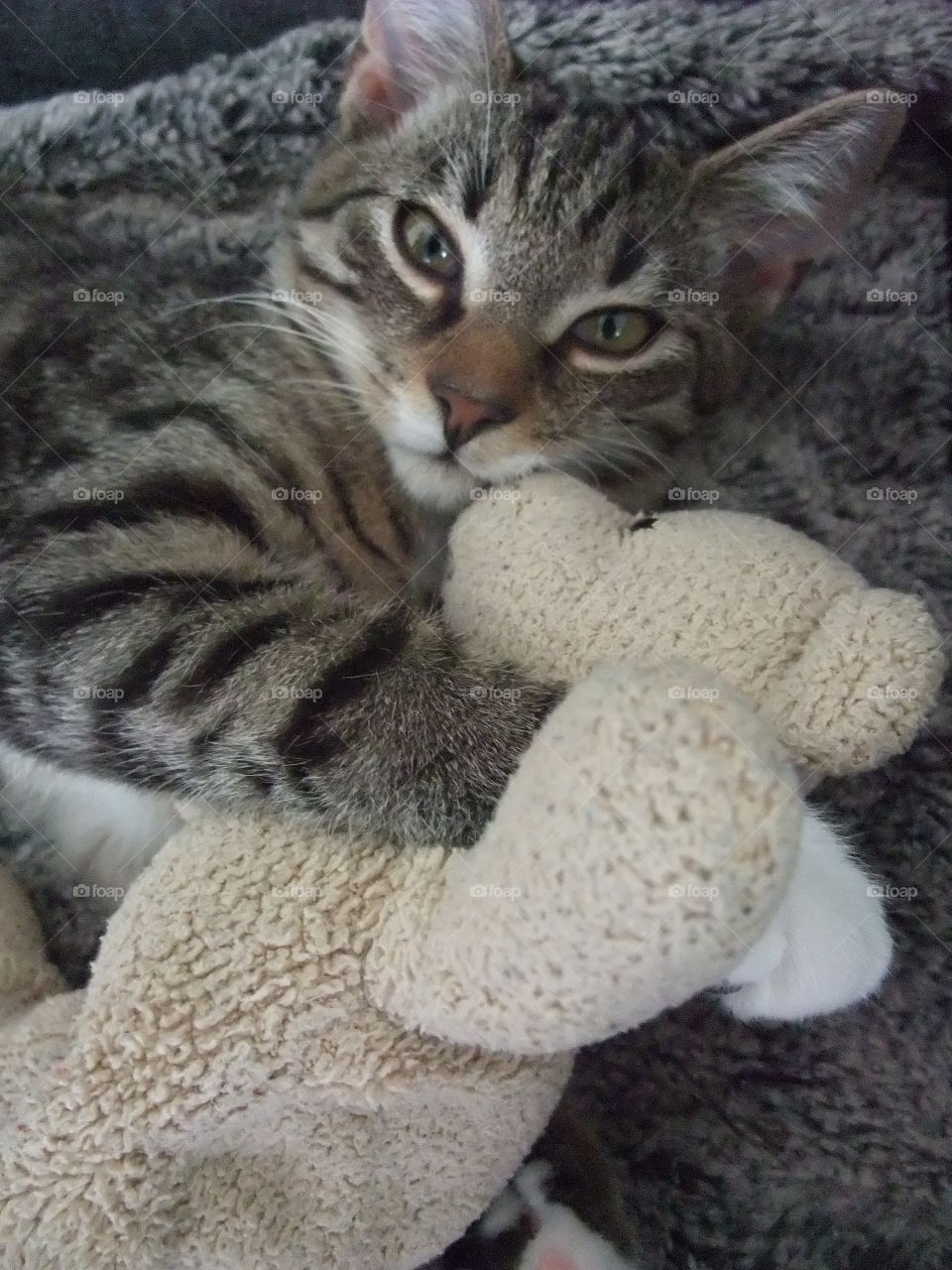 One of our three cats Leo cuddling a Mr Teddy.
Leohad a rough start living outdoors and not being cared for. We have adopted all cats and they are adorable both to people and to each other. π»π»π»π»π»