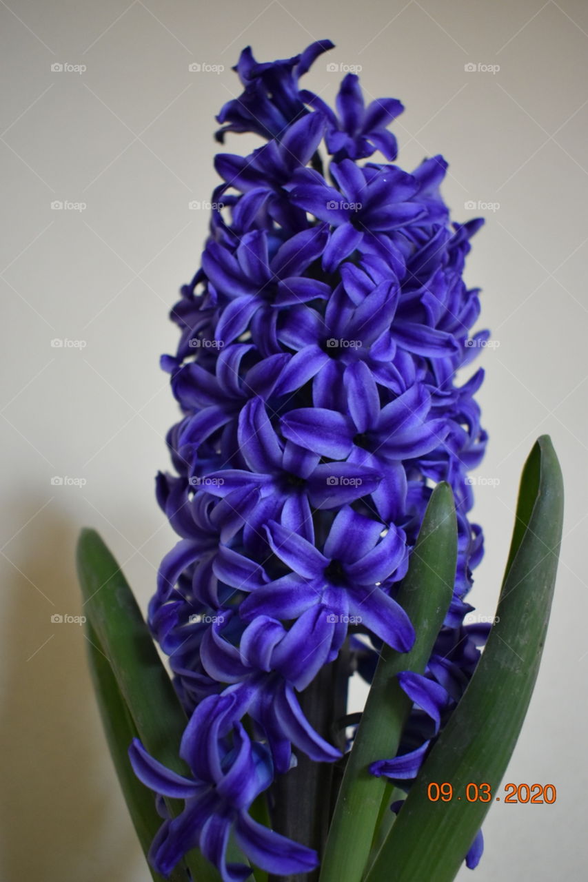 floare albastră