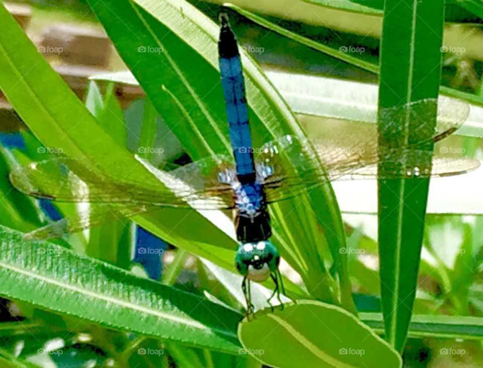 Dragonfly Handstand 