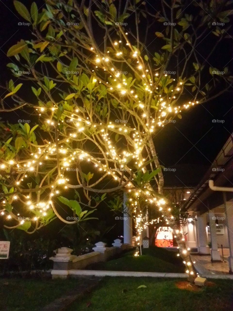 Yellow Lights on Tree