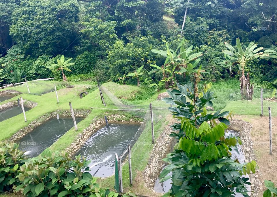 Trout farm in Costa Rica that serves farm to table meals 