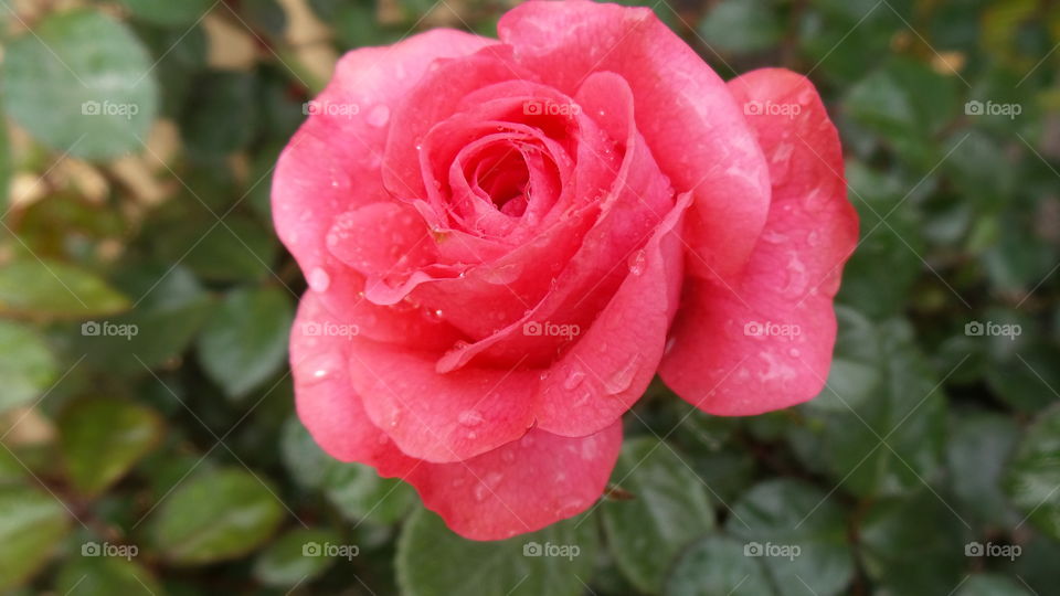 Pink rose