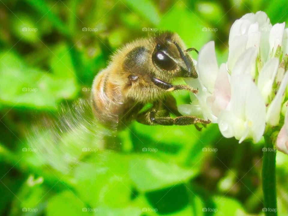 Bumble bee feeding 