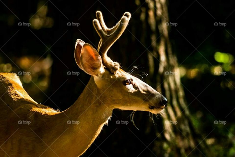 deer