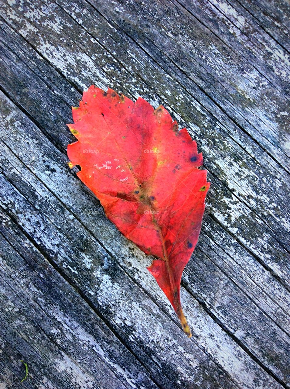 A fallen leaf is nothing more than a summer’s wave goodbye🍁