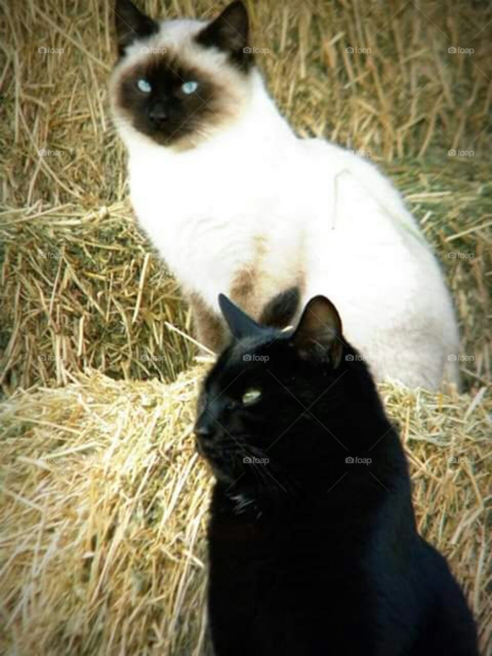 Siamese cat and black cat perched on hay bales