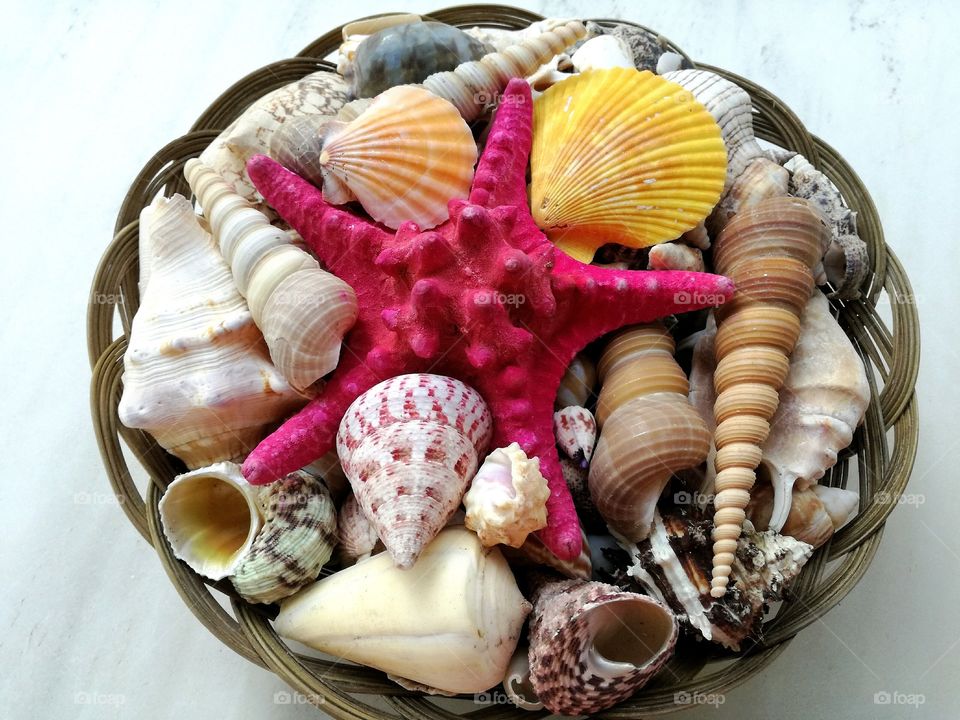 Seashells on basket