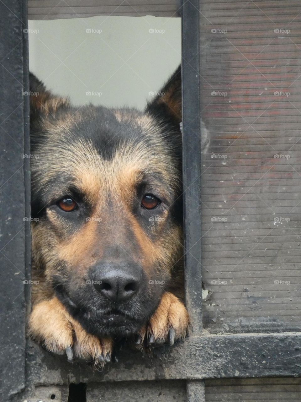 Dog watching people on the street