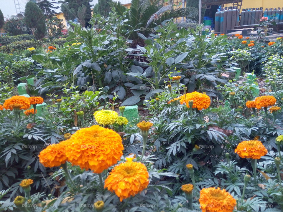 Flower, Garden, Marigold, No Person, Leaf