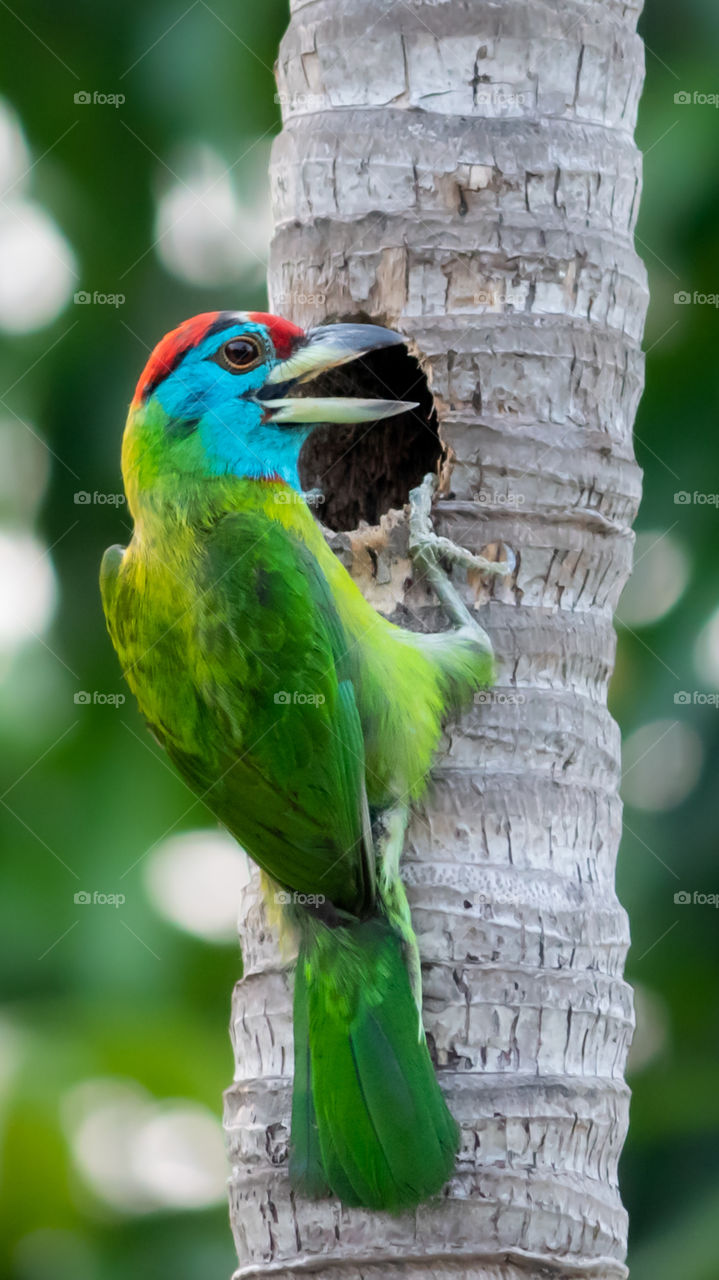 Beautiful Barbet