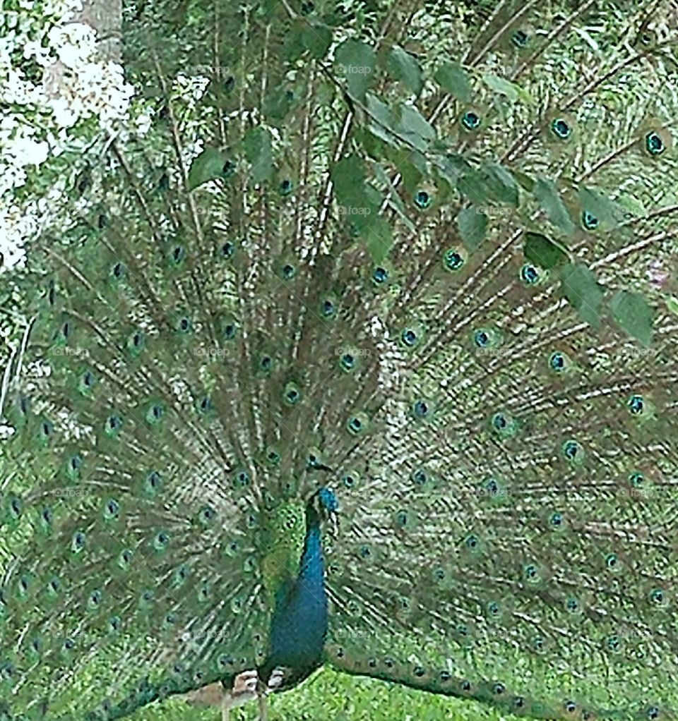 Peacock show