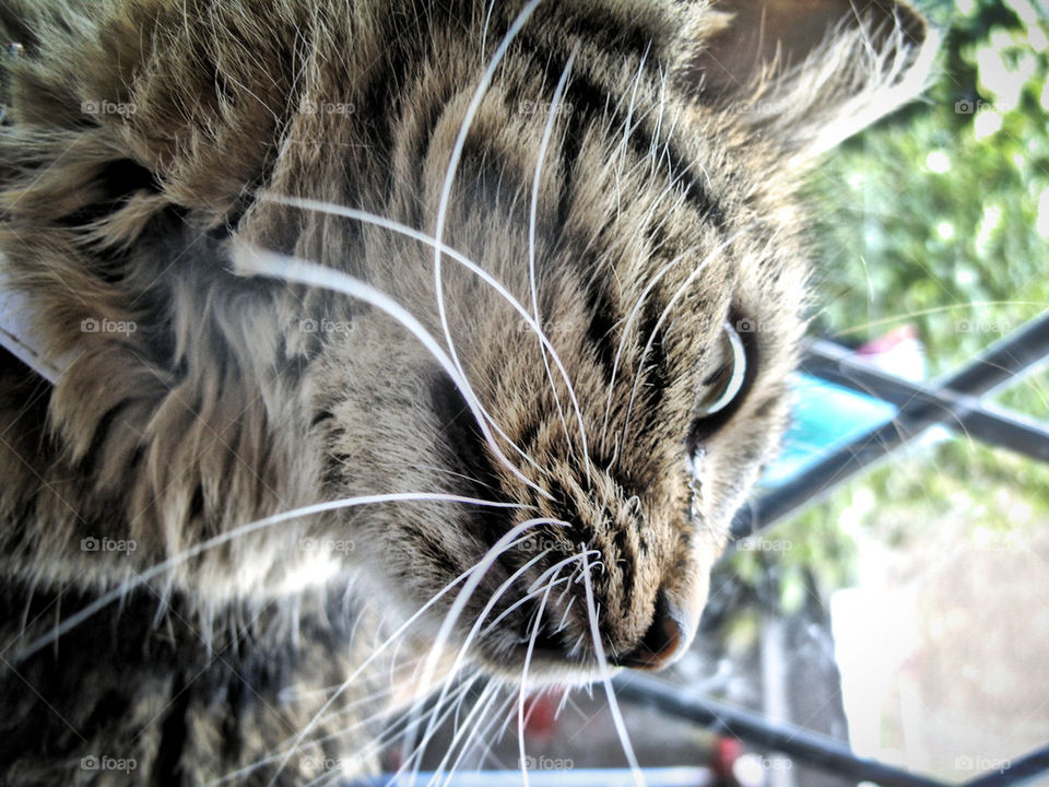 birds eye view whisker by gordynodrog