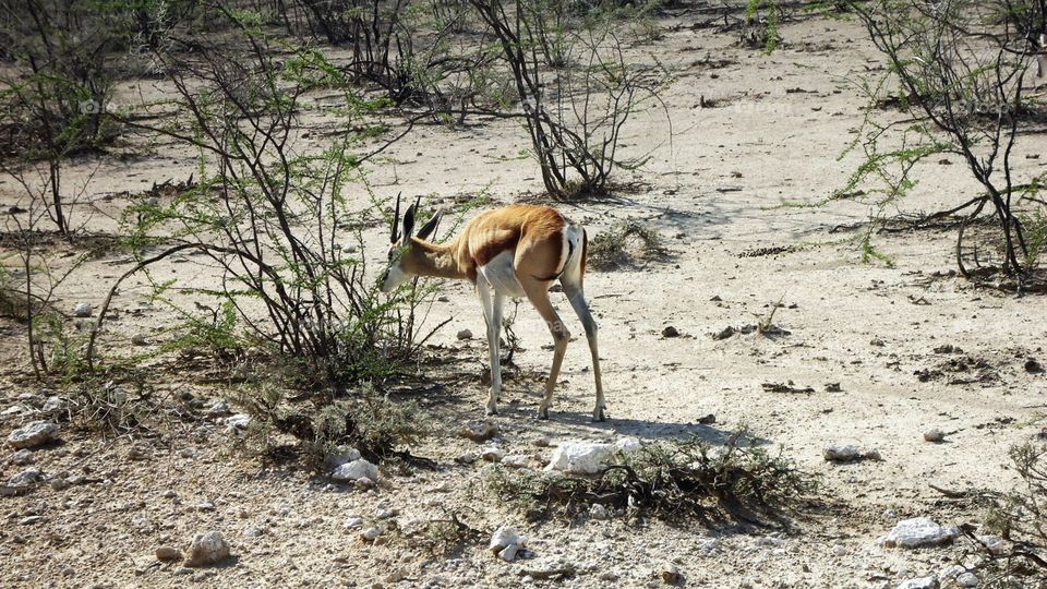 Springbuck eating