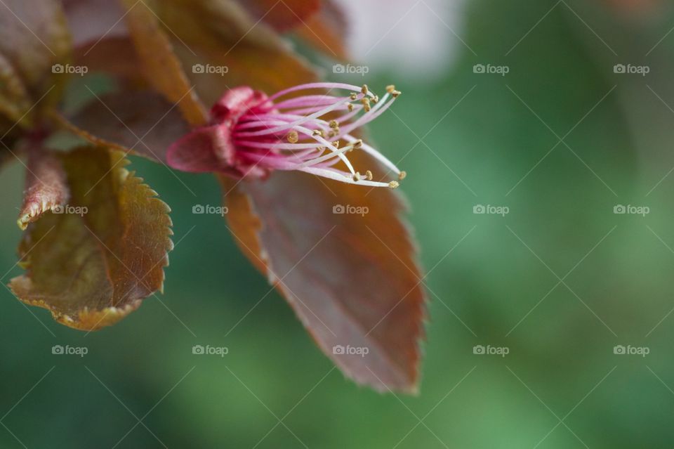 Future cherry flower