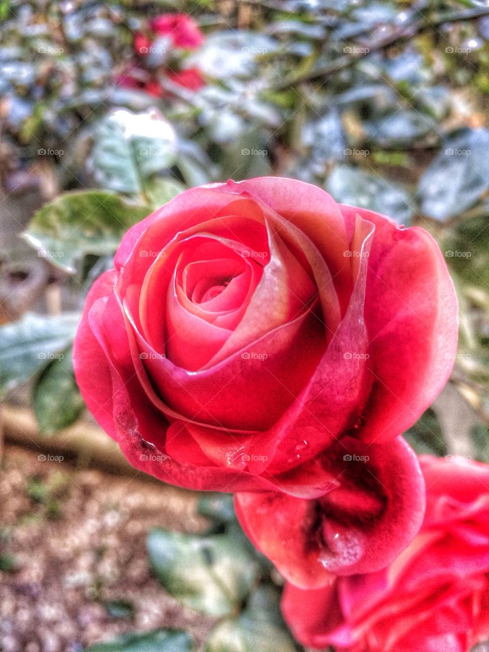 Rose flower closeup, first day of spring