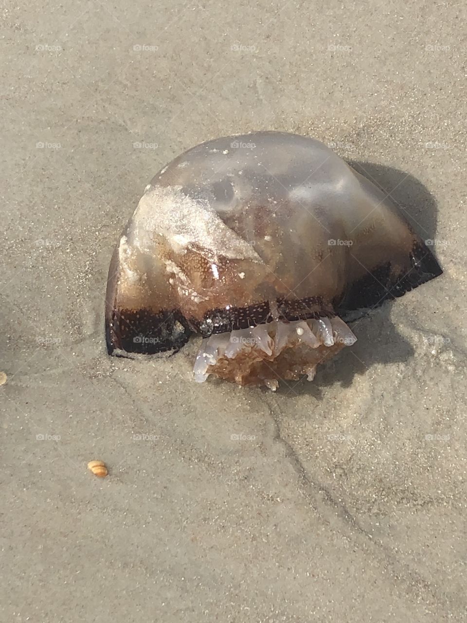 Jellyfish on Daytona Beach Florida