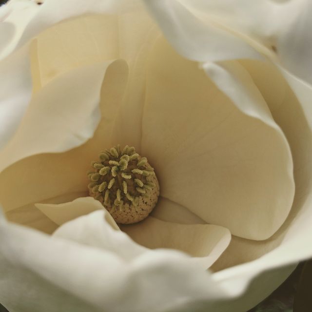 Magnolia