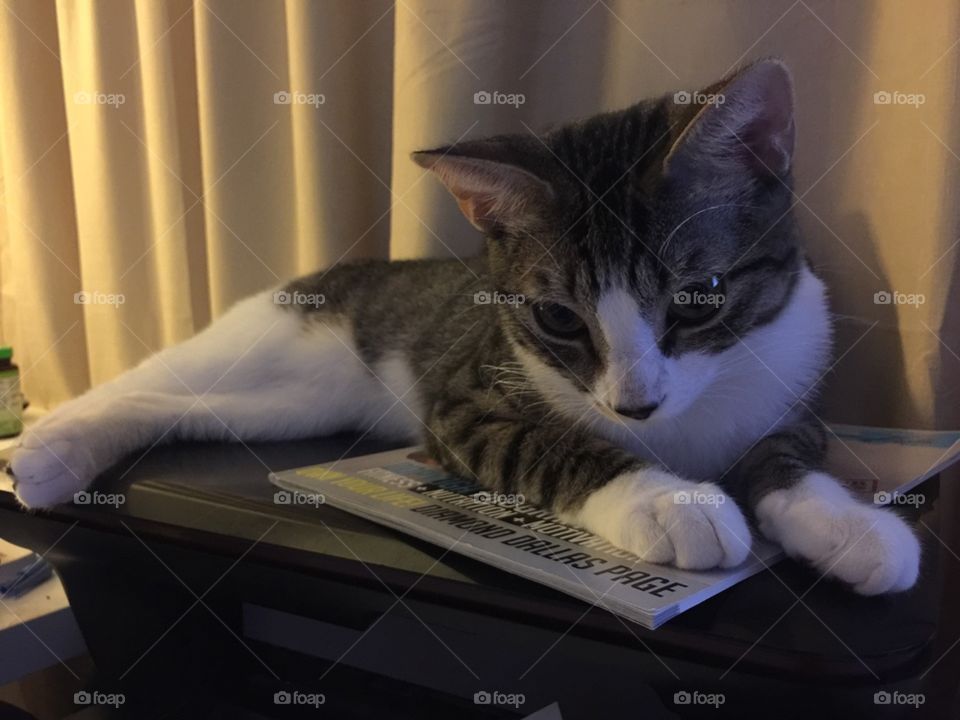 Kitten on a Printer