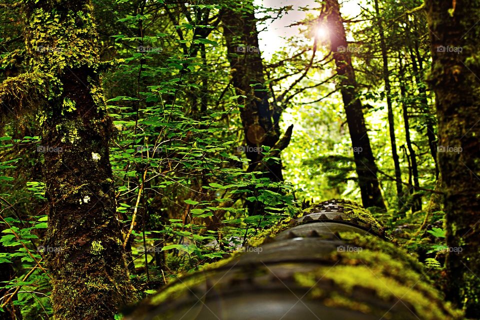 Forest in the Juneau area 