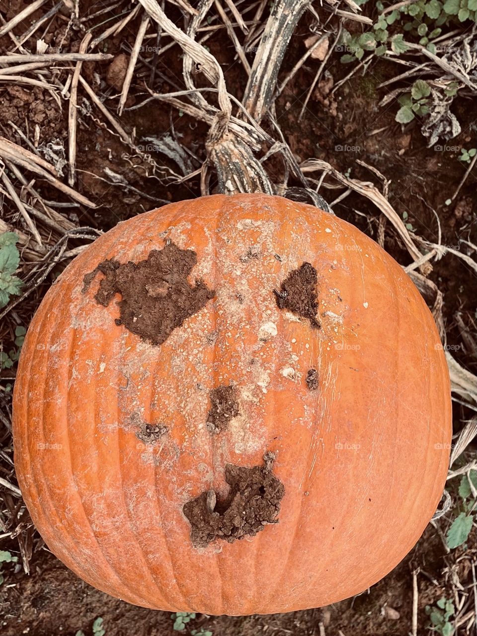 Funny face in the pumpkin patch. 