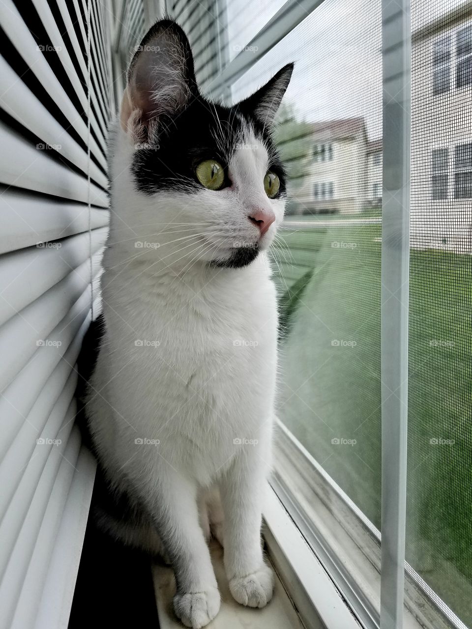 A domestic tuxedo cat staring through a window.