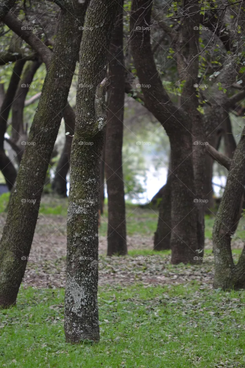 forest