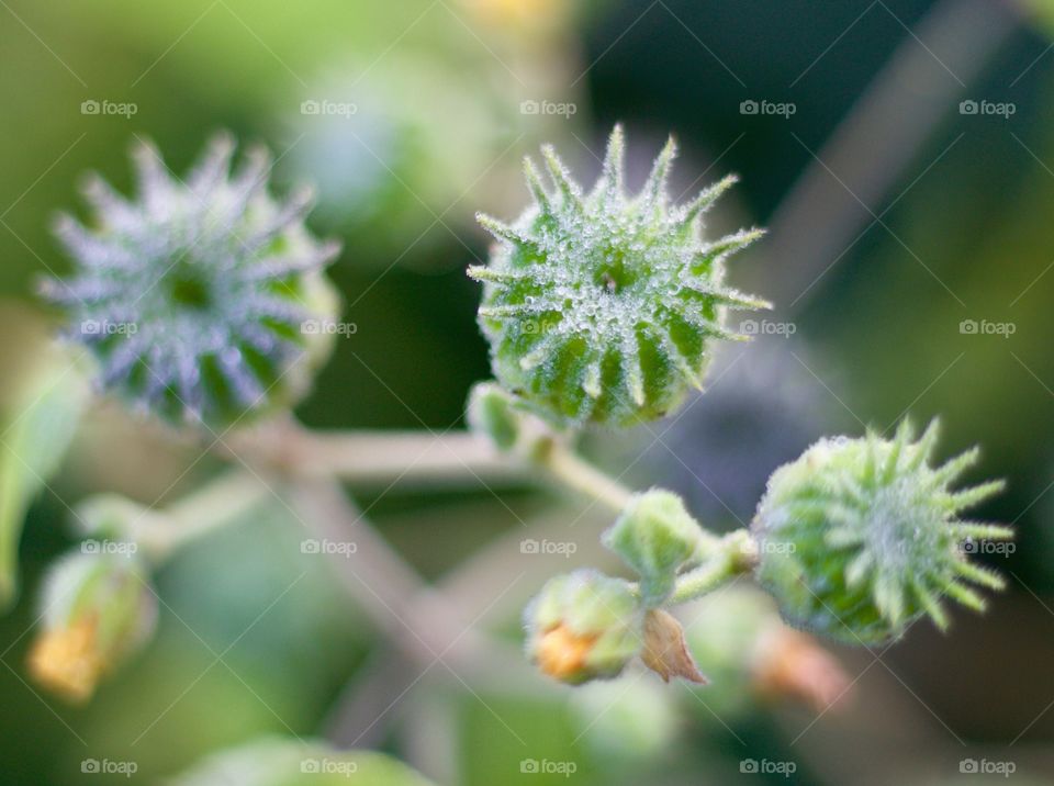 Dewy sunflower buds in a farm field close-up