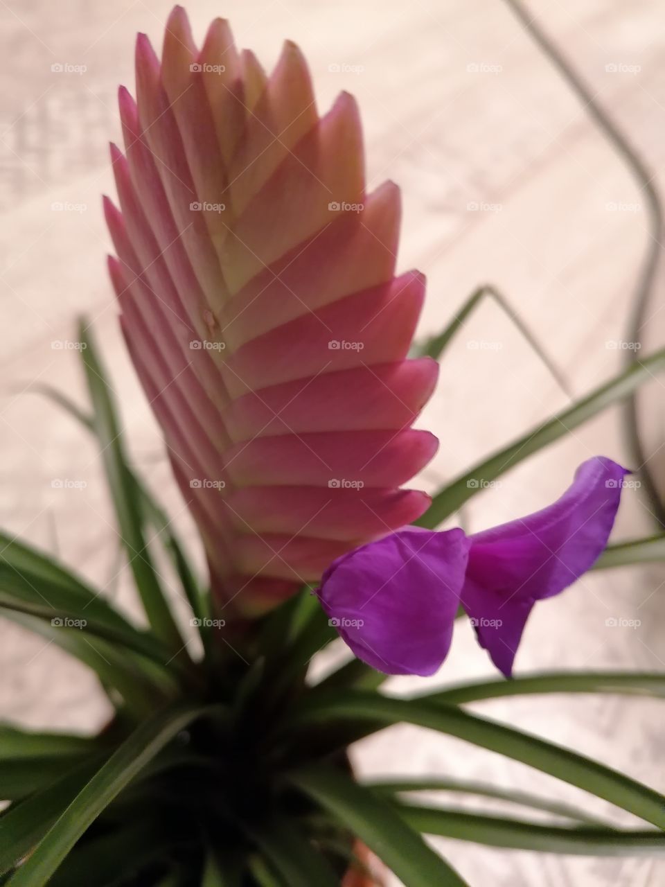 Tillandsia is a beautiful plant that has a spectacular inflorescence, with an unusual color