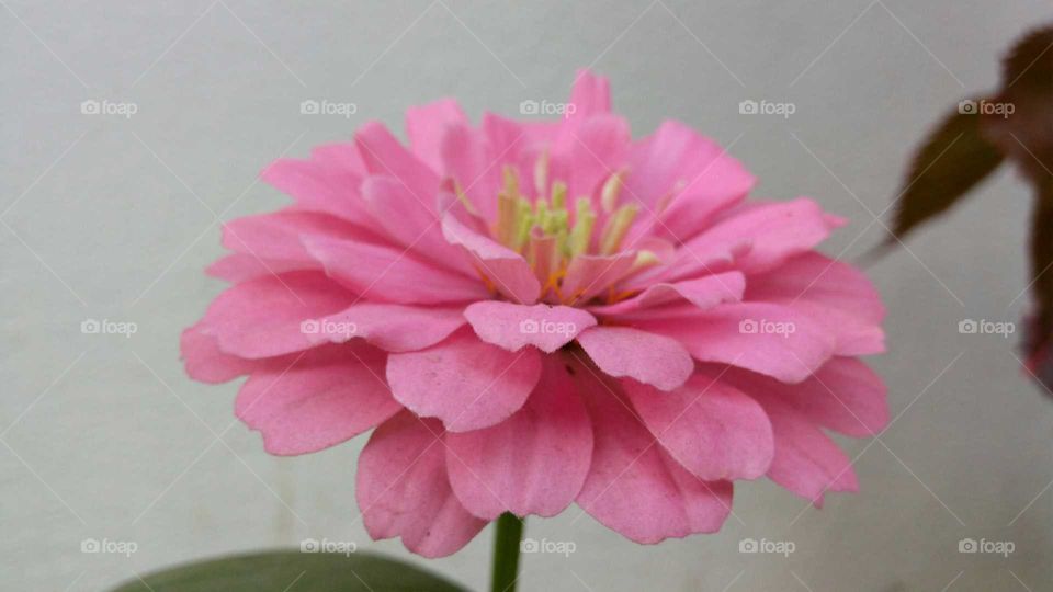 Pink petal flower... Medicinal plants..