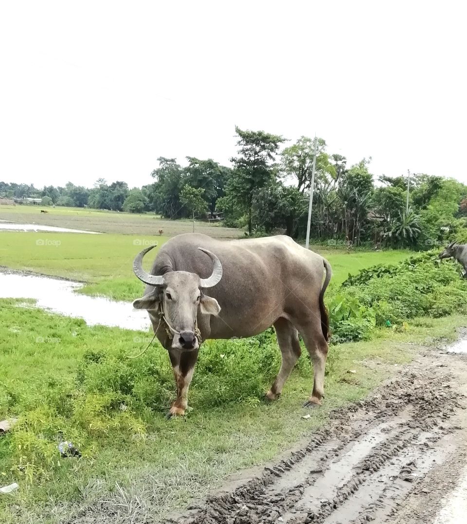 indian domestic buffalo