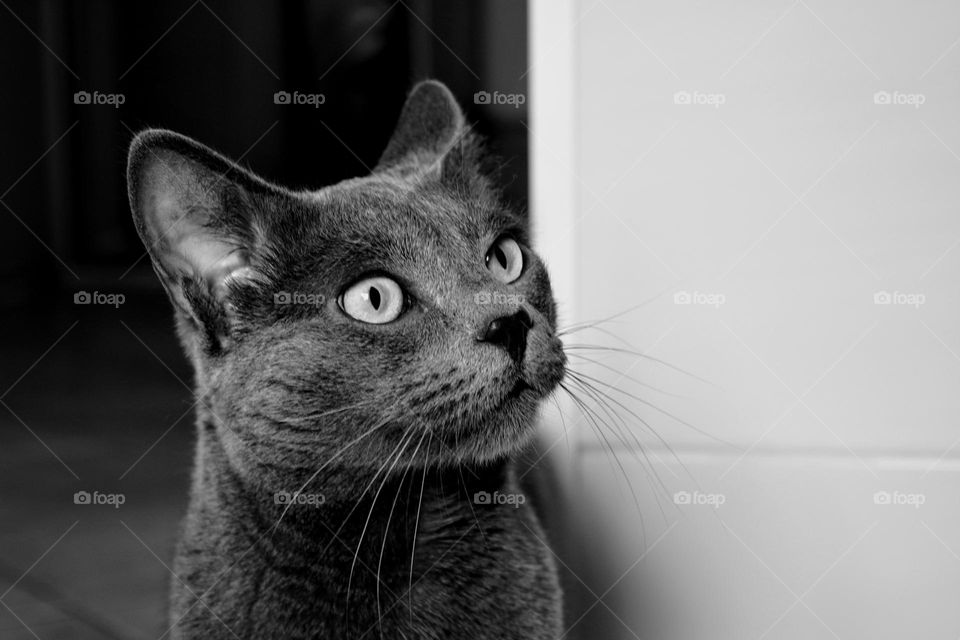 cat beautiful portrait black and white photography