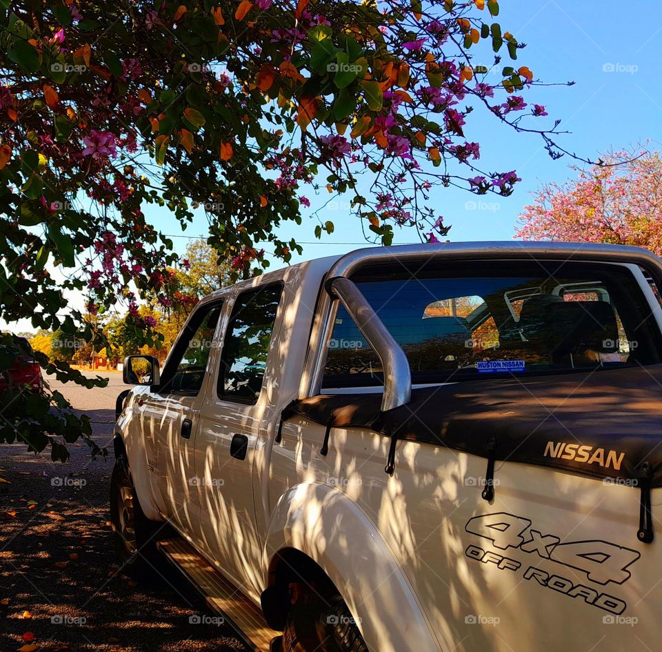 Nissan Ute parked on street under tree
