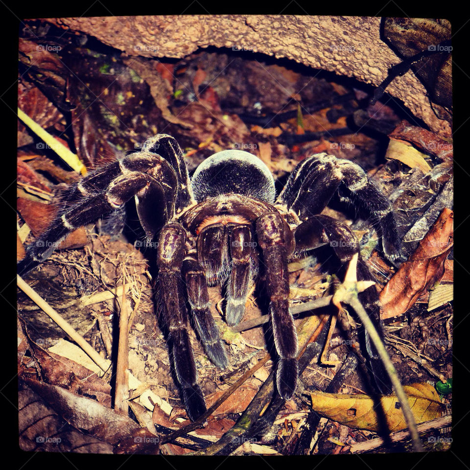 jungle scary tarantula amazon rainforest by DanielJones