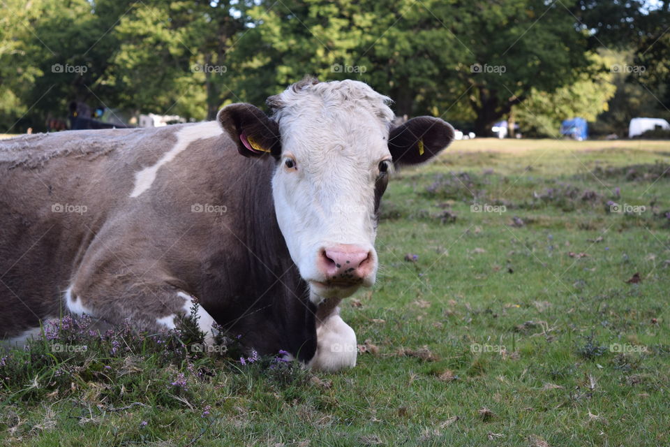 Brown and white cow with pink nose laying on grass in the New Forest, Hampshire, England