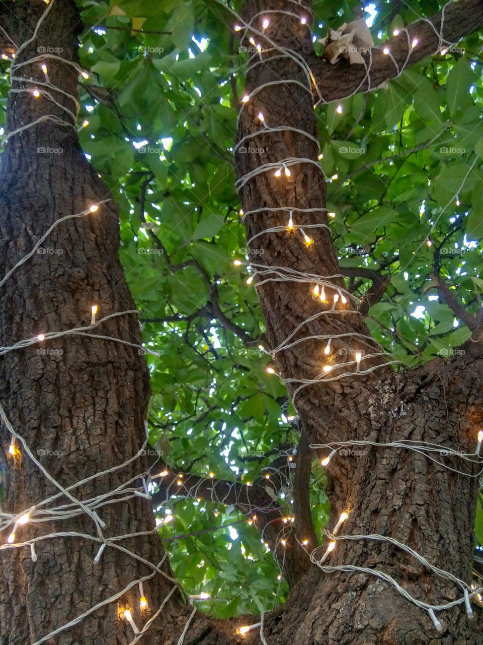 decoration light tree festival