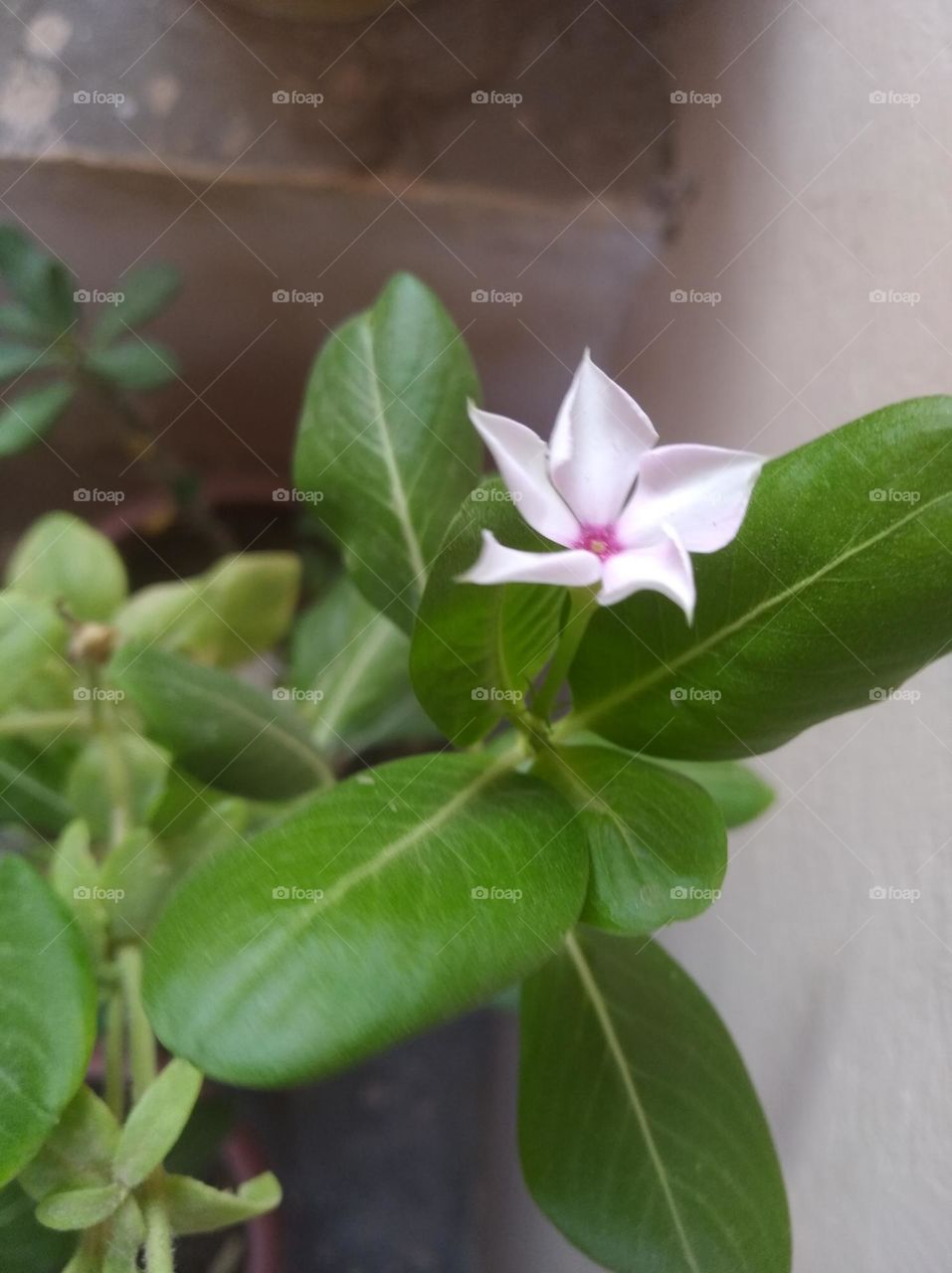 periwinkle white flower looks very beautiful generally found everywhere seasonal fresh