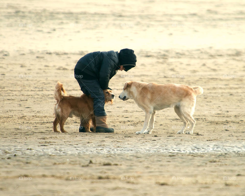 Kid and dogs playing at the beach