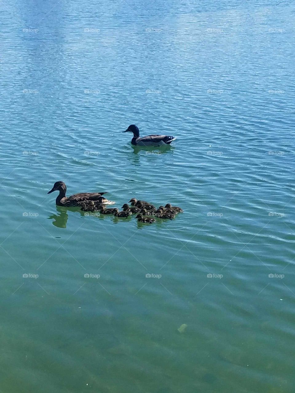 family of ducks relaxing