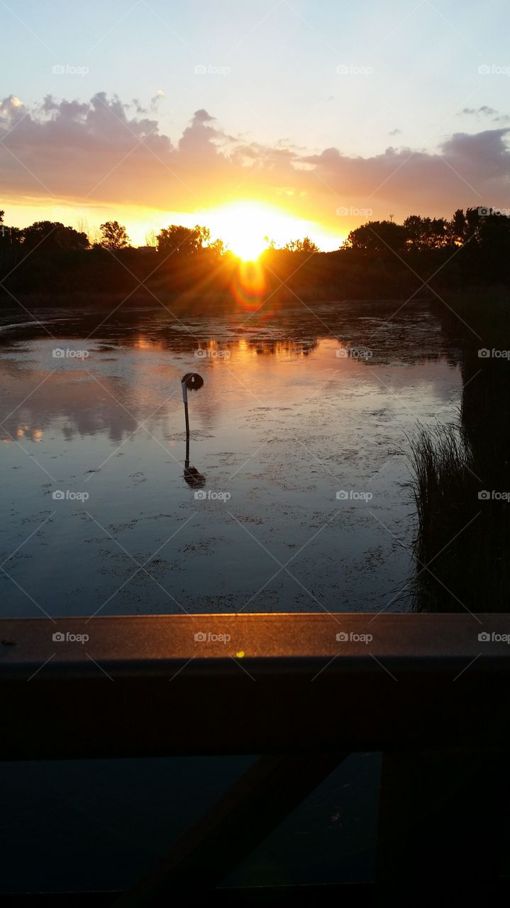 sunset with Vibrance over pond behind tree line