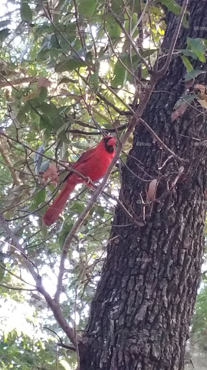 red cardinals