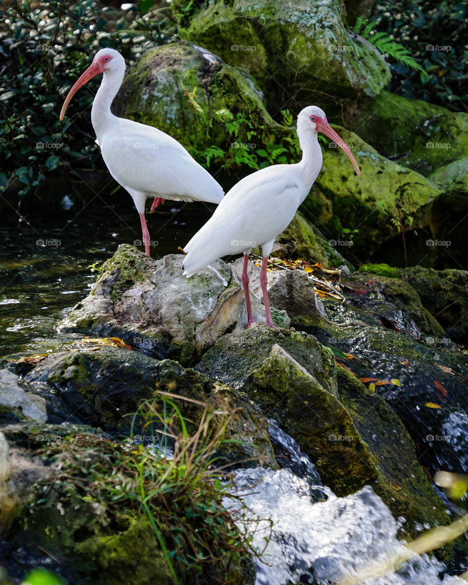 Two Ibis - Seeing Double
