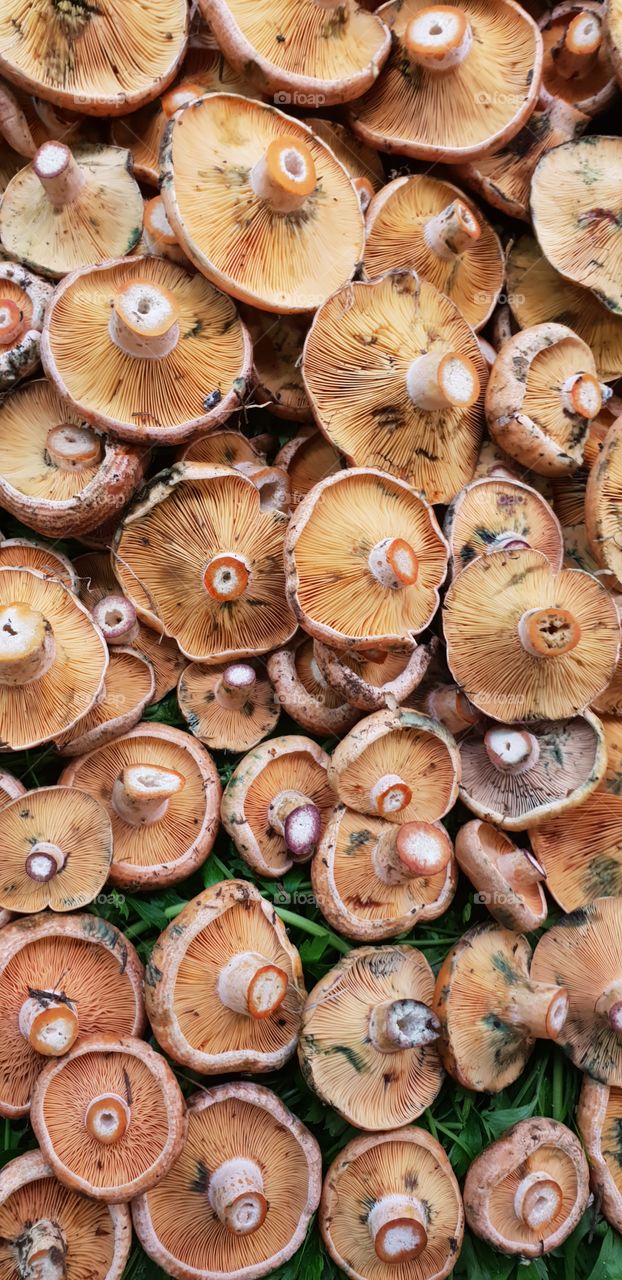 mushrooms