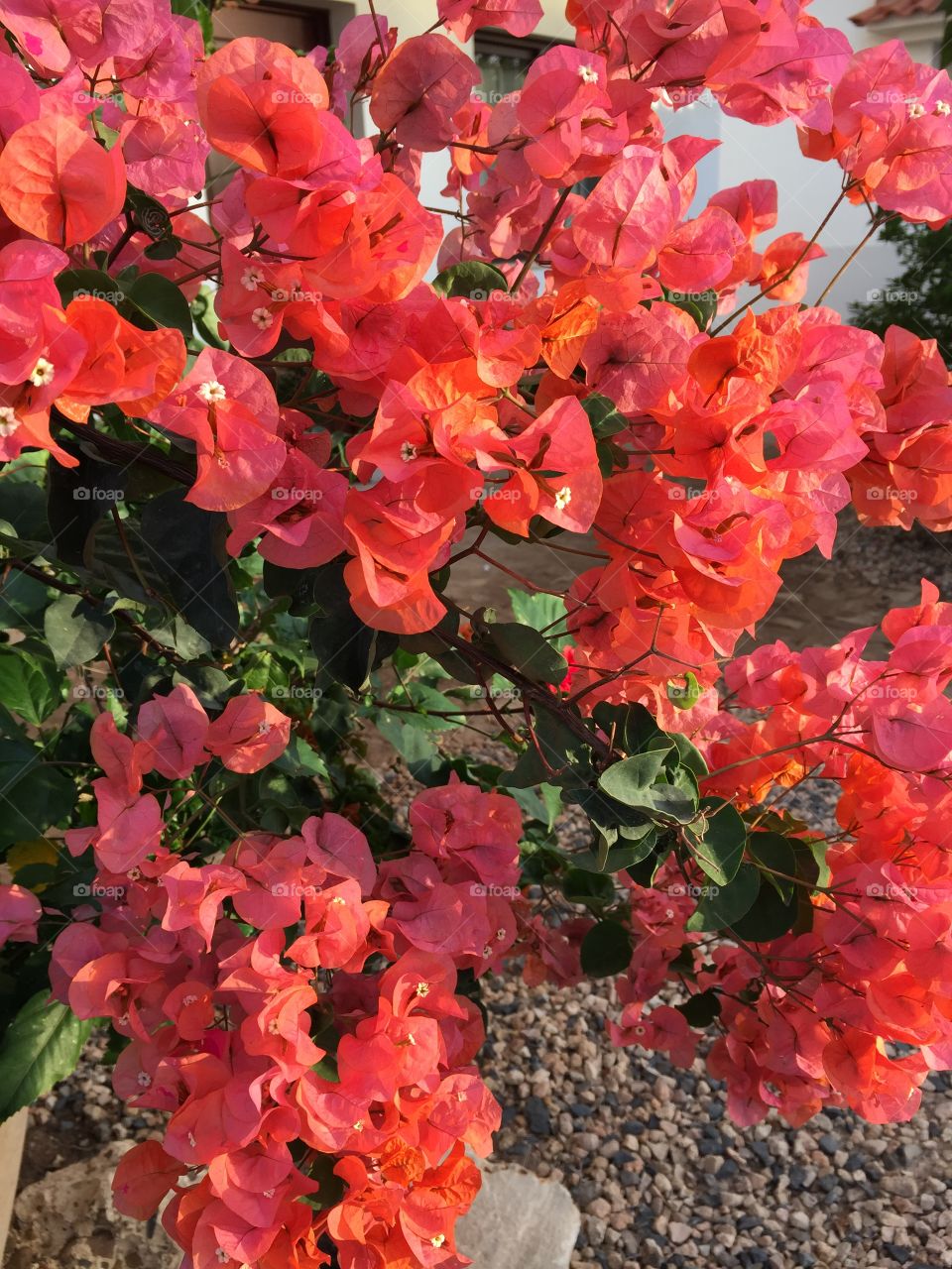 Flowers in Kap Verde 