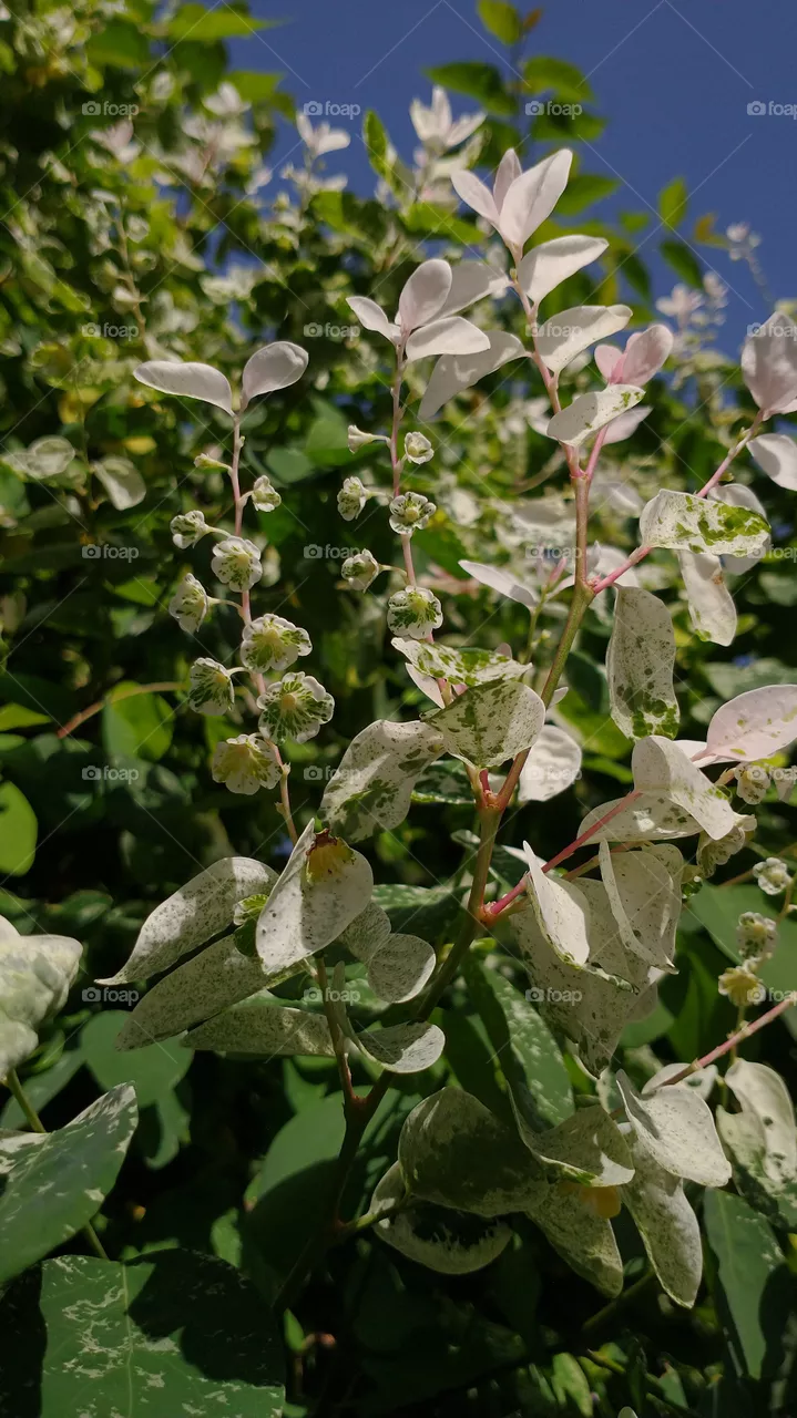 pequenas flores