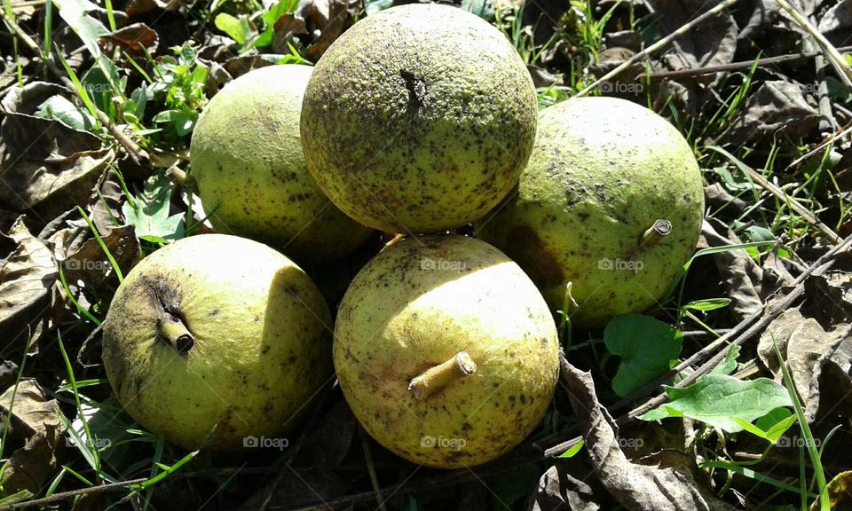 Gathering Walnuts