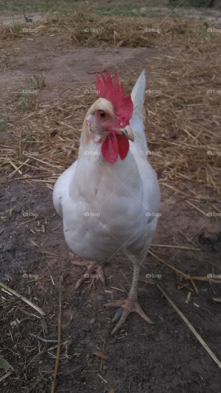 my chicken. one of my girls