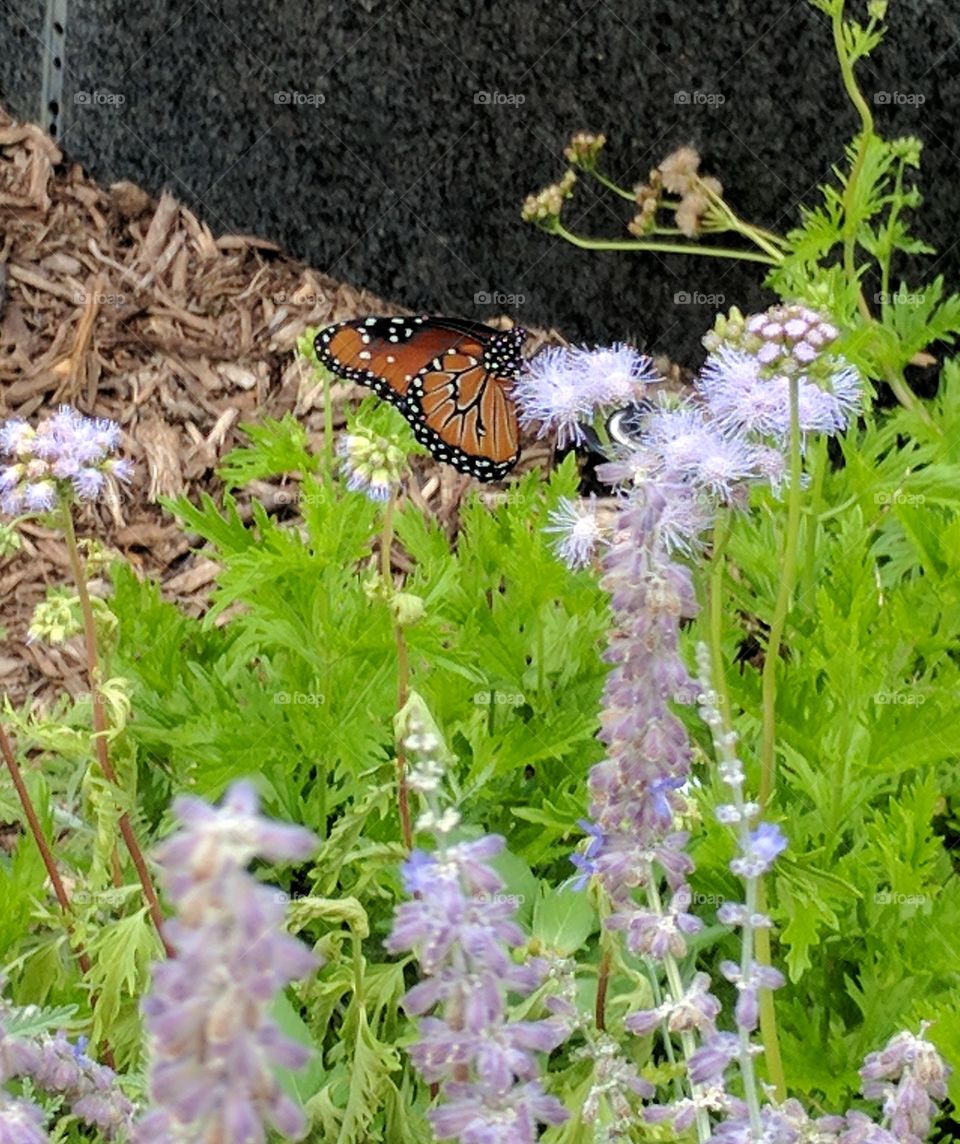 pretty monarch butterfly