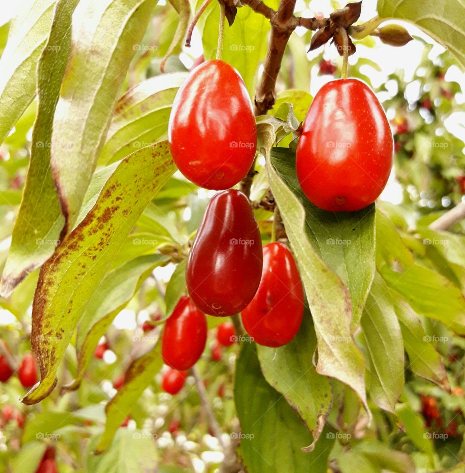 red fruits branch