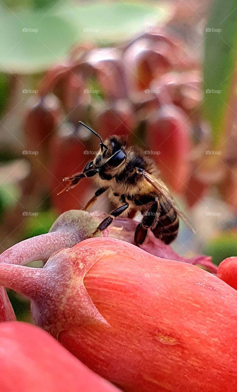 Nature’s Tiny Hero: A Bee’s Dance on Blooming Petals